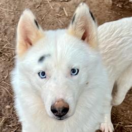 Possum - Siberian Husky