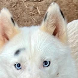Possum - Siberian Husky