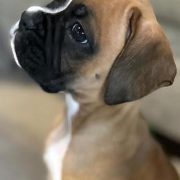 Boxer Puppies from Elevated Boxers