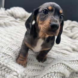 Dachshund Puppies from Golden Creek Farm
