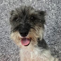 Circe - Miniature Schnauzer