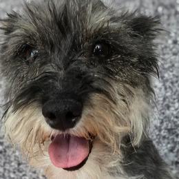 Circe - Miniature Schnauzer