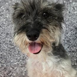 Circe - Miniature Schnauzer