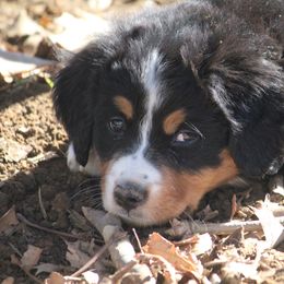 Bernedoodle and Bernese Mountain Dog Puppies from Faith and Family Farm