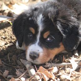 Bernedoodle and Bernese Mountain Dog Puppies from Faith and Family Farm