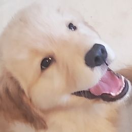 Golden Retriever Puppies from Merrimac's Golden Retrievers