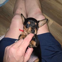 Red - Black and tan female Dachshund puppy in Kalama, Washington from Neeley Family's Weenies