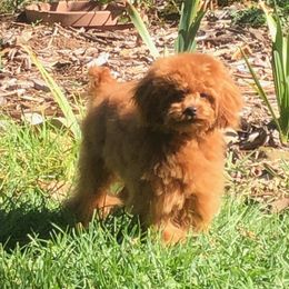 Sarge - Poodle
