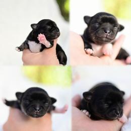 Chihuahua puppies from Bri Chi's
