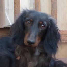 Cody - Dachshund