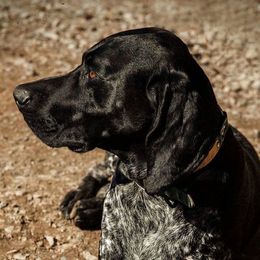 Jack - German Shorthaired Pointer