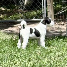 Shawnee - White and black female Russell Terrier puppy in Mc Intosh, Florida from Karson Russell Terriers & Mystic DK Australian Cattle Dogs