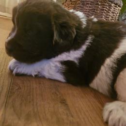 Tucker - White and brown male Newfoundland puppy in Honey Grove, Pennsylvania from Heinrich Family Newfoundlands