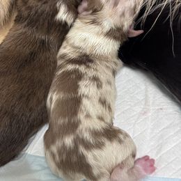 Hartzland aussies - Red merle female Australian Shepherd puppy in Wrightstown, New Jersey from Hartzland Farm Australian Shepherds