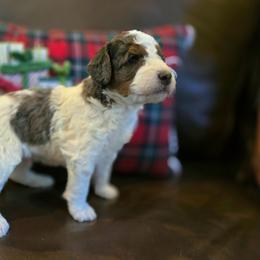 Tank Rogers - Tri-color male Bernedoodle puppy in Blanco, Texas from Texas Hill Country Sheepadoodles & Bernedoodles