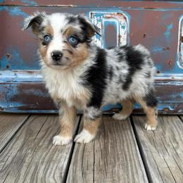 Boy 1 - Blue merle male Miniature Australian Shepherd puppy in Ellsworth, Kansas from Flying H Mini Aussies