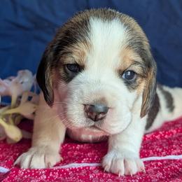 Star - Black white and tan female Beagle puppy in Colville, Washington from Rosehaven Homestead