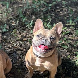 Storm - French Bulldog