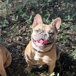 Storm - French Bulldog