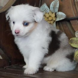 Blue Merle Harlequin Female - Blue merle female Miniature Australian Shepherd puppy in Lawton, Oklahoma from Lindsey’s Aussies