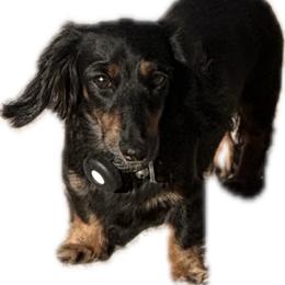Binelli - Dachshund