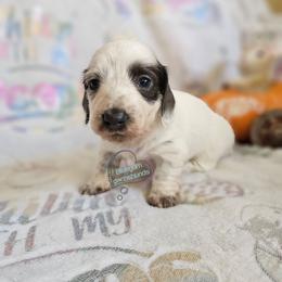 Pearl Blue pie LH girl - Blue and tan female Dachshund puppy in Herald, California from Bluegum Dachshunds