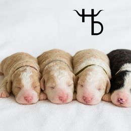 Bernedoodles and Labradoodles from The Henke Doodles