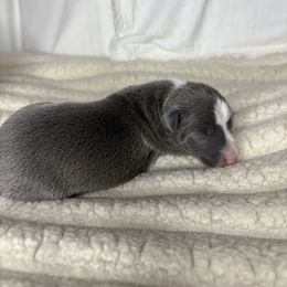 Sterling - White and blue male Italian Greyhound puppy in Kentucky from Kentucky Greyhounds