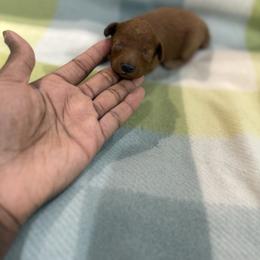 Cinnamon - Red  female Poodle puppy in Texas from Zoway's Poodles