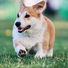 Pembroke Welsh Corgi Puppies from Outlands Corgis