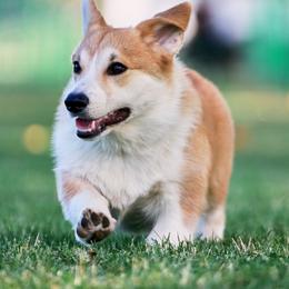 Pembroke Welsh Corgi Puppies from Outlands Corgis
