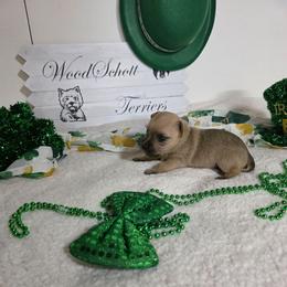 Sprout (Mr Green) - Cream male Cairn Terrier puppy in Savannah, Missouri from WoodSchott Cairn Terriers