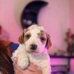 Kelly - Parti female Goldendoodle puppy in Jacksonville, Florida from Dandelion Doodles