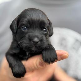 Houston - Black male Havapoo puppy in Loveland, Colorado from Littledoodles2love