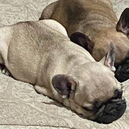 American Pit Bull Terriers, French Bulldogs, and Staffordshire Bull Terriers from Victorino's Kennel