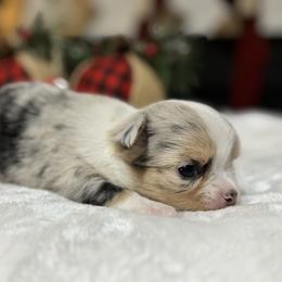 Chihuahua Puppies from Sunset Eves Chihuahuas