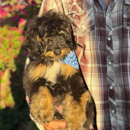 Hummer - Tri-color male Bernedoodle puppy in Wickenburg, Arizona from Houskerville Doodles