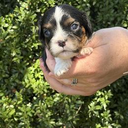 Paulo - Tri-color male Cavalier King Charles Spaniel puppy in Lula, Georgia from Cavaliers by Crumley