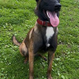 Zara - Fawn female Belgian Malinois puppy in Palmyra, Maine from Maine Working Dogs