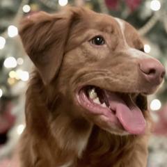 Nova Scotia Duck Tolling Retrievers from Heaven Scent Tollers - Nova Scotia Duck Tolling Retrievers