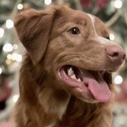Nova Scotia Duck Tolling Retrievers from Heaven Scent Tollers - Nova Scotia Duck Tolling Retrievers