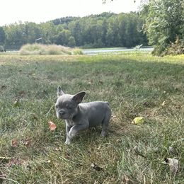 French Bulldog Puppies from Christie's Frenchies