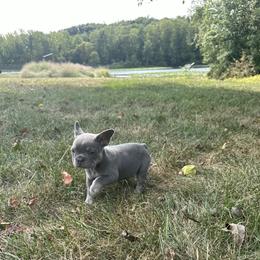 French Bulldog Puppies from Christie's Frenchies
