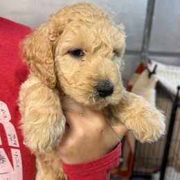 Maroon Collar - Apricot male Goldendoodle puppy in Winchester, Tennessee from Mahaffey’s Doodles