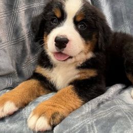 Toy Australian Shepherds from Liana’s Toy Aussies