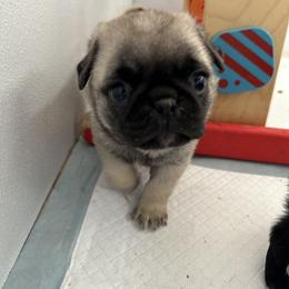 Gray Collar - Fawn male Pug puppy in Arab, Alabama from Buckingham Pugs of Alabama