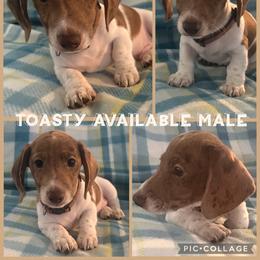 Dachshund Puppies from Treasure Valley Dachshunds