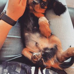 Cavalier King Charles Spaniel Puppies from Colorful Cavaliers