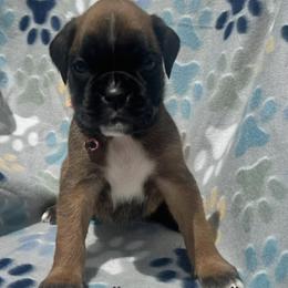 Reyka - Fawn female Boxer puppy in Cicero, New York from MK Boxer Haven of CNY