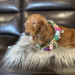 Ginger - Dachshund
